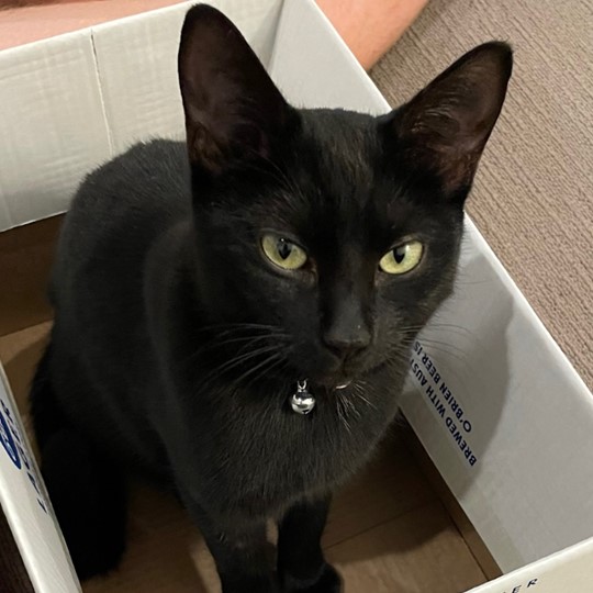Goose cat lost 15 dec